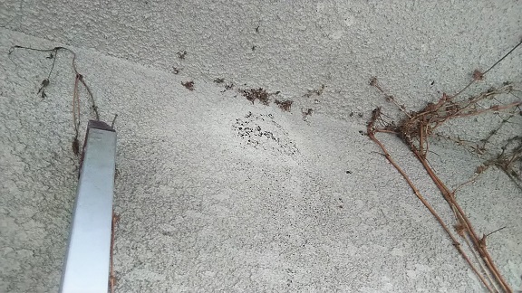 滋賀県大津市で診療所の２階屋根軒下に営巣したコガタスズメバチの蜂の巣駆除