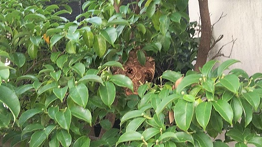 滋賀県守山市でヤマボウシに営巣したコガタスズメバチの蜂の巣駆除