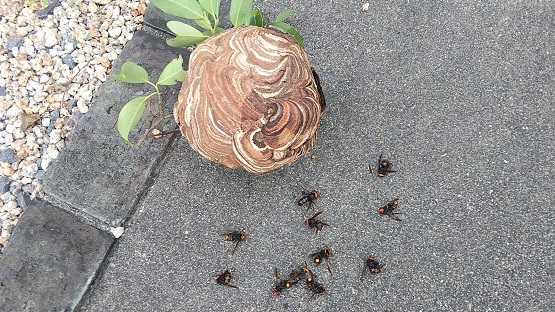 滋賀県守山市でヤマボウシに営巣したコガタスズメバチの蜂の巣駆除