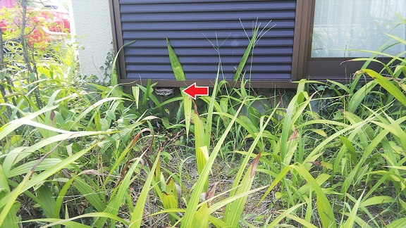 滋賀県守山市で雨戸の戸袋下に営巣したアシナガバチの蜂の巣駆除