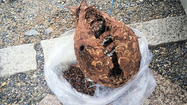 滋賀県守山市でガレージ横に営巣したコガタスズメバチの蜂の巣駆除