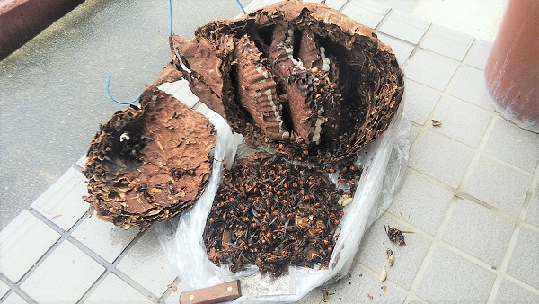 滋賀県守山市でガレージ横に営巣したコガタスズメバチの蜂の巣駆除