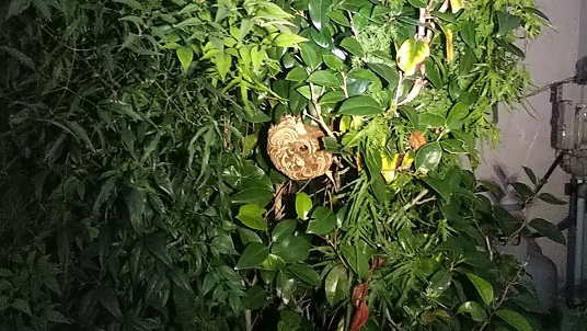 滋賀県守山市でツバキに営巣したコガタスズメバチの蜂の巣駆除