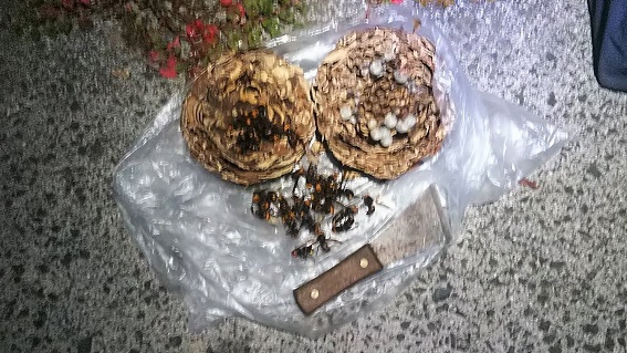 滋賀県守山市でツバキに営巣したコガタスズメバチの蜂の巣駆除