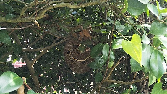 福井県小浜市で庭木に営巣したコガタスズメバチの蜂の巣駆除