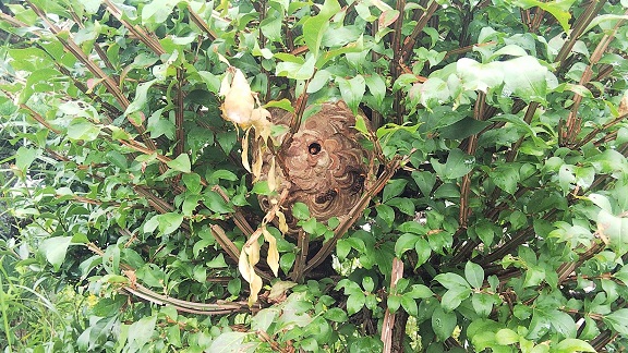 滋賀県彦根市で庭木に営巣したコガタスズメバチの蜂の巣駆除