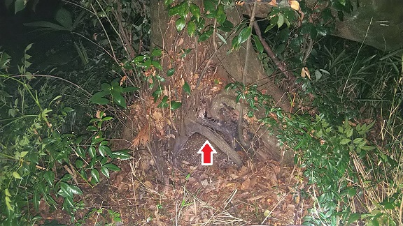 滋賀県彦根市で寺社境内の樹木の洞に営巣したオオスズメバチの蜂の巣駆除