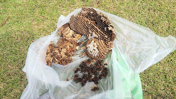 滋賀県蒲生郡日野町でコテージ換気ダクト内に営巣したチャイロスズメバチの蜂の巣駆除