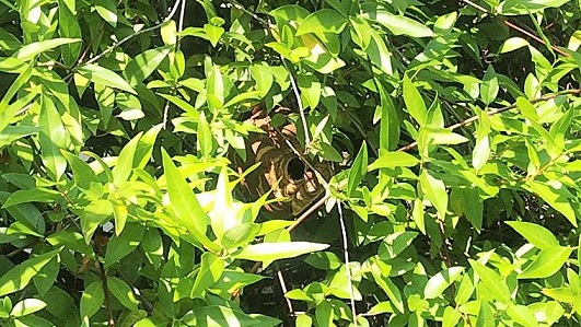 大阪府枚方市で生垣に営巣したコガタスズメバチの蜂の巣駆除