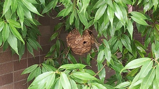 滋賀県栗東市でマンション敷地内の庭木に営巣したコガタスズメバチの蜂の巣駆除