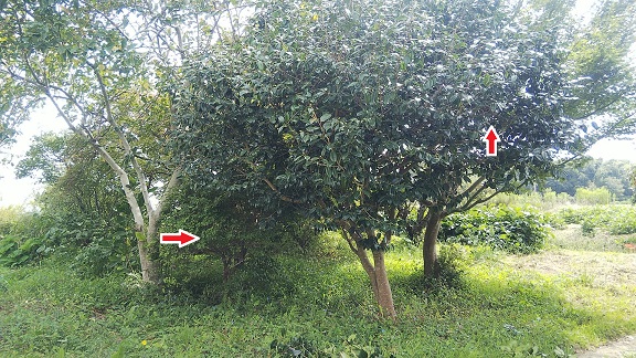 滋賀県米原市で樹木に営巣したコガタスズメバチの蜂の巣駆除