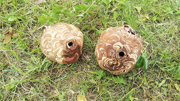 滋賀県米原市で樹木に営巣したコガタスズメバチの蜂の巣駆除