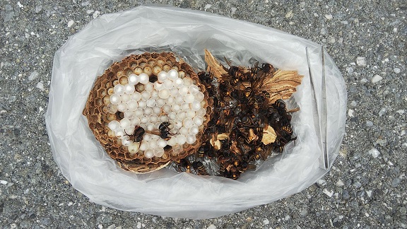 滋賀県米原市で薪棚の中に営巣したモンスズメバチの蜂の巣駆除