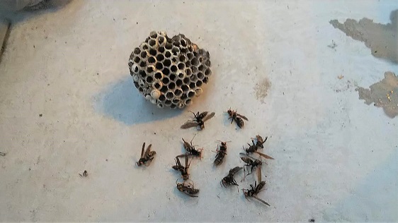 京都府相楽郡精華町で雨戸シャッターBOX内に営巣したアシナガバチの蜂の巣駆除