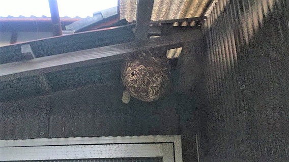 滋賀県草津市で倉庫の屋根、垂木に営巣したコガタスズメバチの蜂の巣駆除