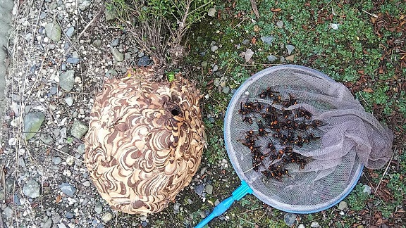 三重県鈴鹿市で庭木に営巣したコガタスズメバチの蜂の巣駆除