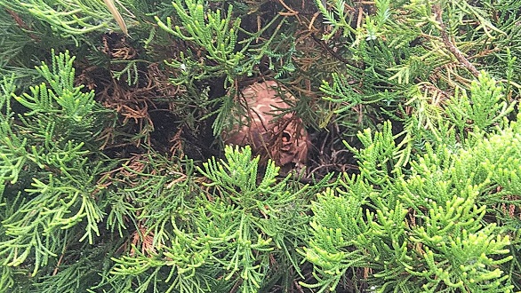 滋賀県長浜市で垣根に営巣したコガタスズメバチの蜂の巣駆除