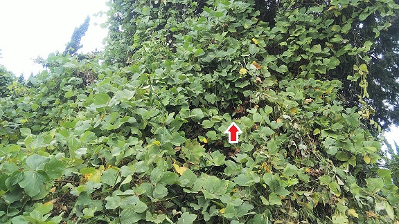 滋賀県高島市で庭木に営巣したコガタスズメバチの蜂の巣駆除