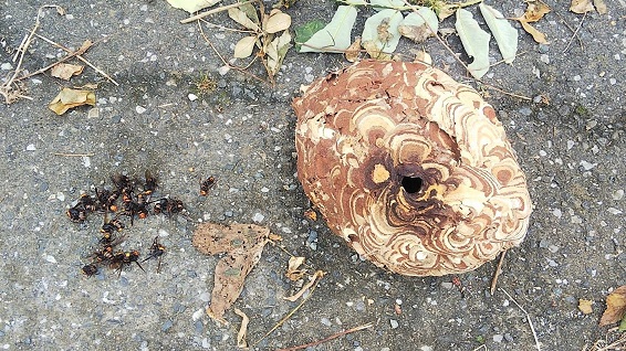滋賀県高島市で庭木に営巣したコガタスズメバチの蜂の巣駆除