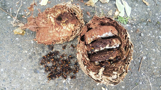 滋賀県高島市で庭木に営巣したコガタスズメバチの蜂の巣駆除