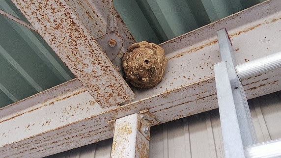 滋賀県高島市で資材置き場天井のH鋼に営巣したコガタスズメバチの蜂の巣駆除