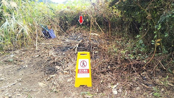 滋賀県高島市で雑木林の地中に営巣したオオスズメバチの蜂の巣駆除