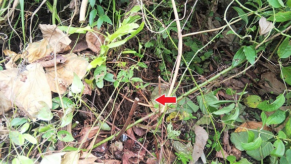 滋賀県高島市で雑木林の地中に営巣したオオスズメバチの蜂の巣駆除