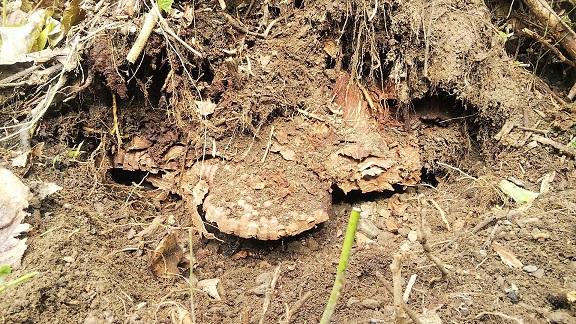 滋賀県高島市で雑木林の地中に営巣したオオスズメバチの蜂の巣駆除