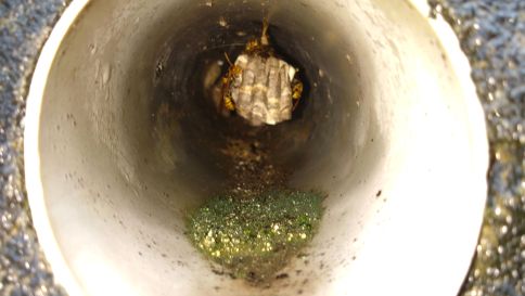 滋賀県大津市で擁壁水抜き穴に営巣したアシナガバチの蜂の巣駆除