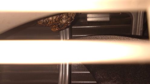 滋賀県大津市で室外機内に営巣したアシナガバチの蜂の巣駆除