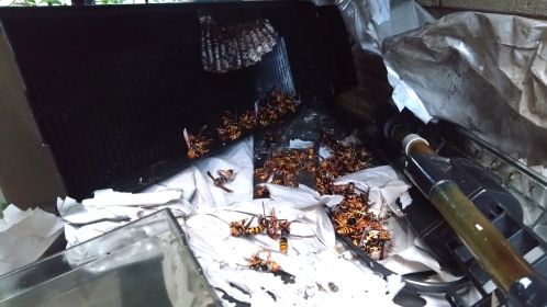 滋賀県大津市で屋外棚に営巣したアシナガバチの蜂の巣駆除