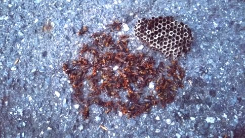 滋賀県大津市で屋外棚に営巣したアシナガバチの蜂の巣駆除