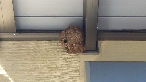 滋賀県大津市で２Fベランダ下に営巣したコガタスズメバチの蜂の巣駆除