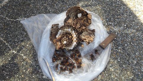 滋賀県大津市で２Fベランダ下に営巣したコガタスズメバチの蜂の巣駆除