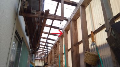 滋賀県大津市で物置に営巣したアシナガバチの蜂の巣駆除