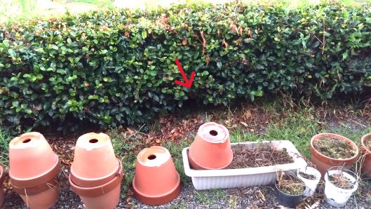 滋賀県大津市で生垣に営巣したコガタスズメバチの蜂の巣駆除