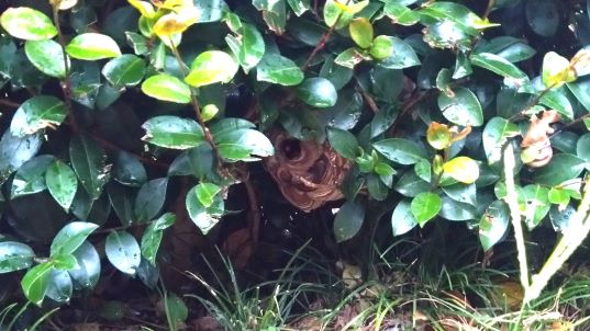 滋賀県大津市で生垣に営巣したコガタスズメバチの蜂の巣駆除