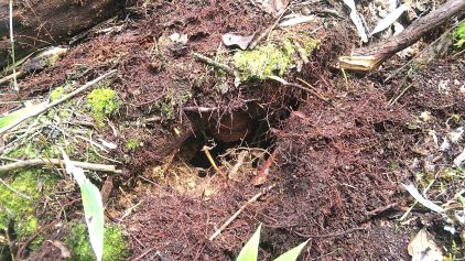 滋賀県大津市で山道脇の地中に営巣したオオスズメバチの蜂の巣駆除