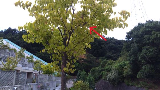 京都府宇治市で敷地内のヤマボウシに営巣したコガタスズメバチの蜂の巣駆除