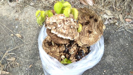京都府宇治市で敷地内のヤマボウシに営巣したコガタスズメバチの蜂の巣駆除