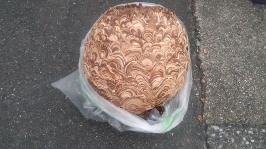 京都府宇治市で施設３階外廊下の天井に営巣したキイロスズメバチの蜂の巣駆除
