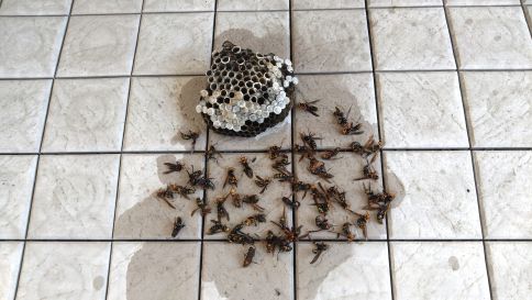 滋賀県守山市で2階ベランダに営巣したアシナガバチの蜂の巣駆除