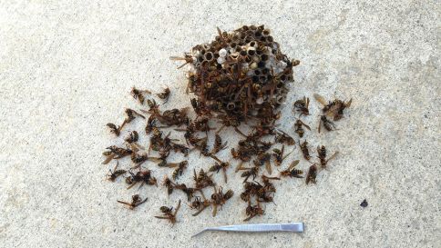滋賀県守山市でデッキの隙間に営巣したアシナガバチの蜂の巣駆除