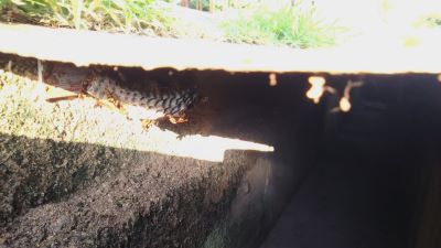 滋賀県守山市で家の周囲各所に営巣したアシナガバチの蜂の巣駆除