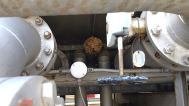 滋賀県守山市で宿泊施設の設備ヤード機械下に営巣したコガタスズメバチの蜂の巣駆除