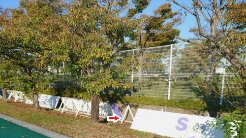 滋賀県守山市でグラウンド擁壁水抜き穴に営巣したクロスズメバチの蜂の巣駆除と、襲撃するオオスズメバチの駆除