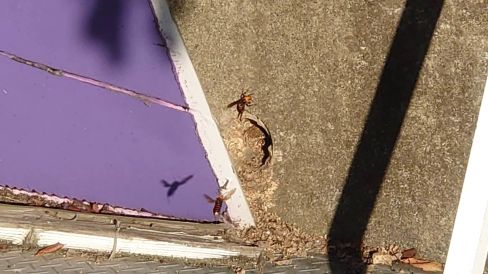 滋賀県守山市でグラウンド擁壁水抜き穴に営巣したクロスズメバチの蜂の巣駆除と、襲撃するオオスズメバチの駆除