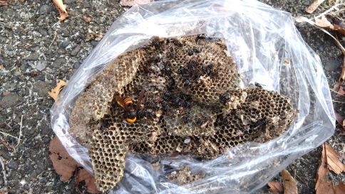 滋賀県守山市でグラウンド擁壁水抜き穴に営巣したクロスズメバチの蜂の巣駆除と、襲撃するオオスズメバチの駆除