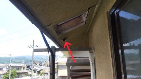 京都府京都市左京区で2階軒天の内部に営巣したキイロスズメバチの蜂の巣駆除