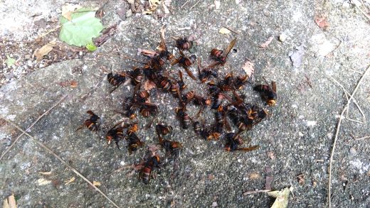 滋賀県彦根市で１階の外壁内に営巣したヒメスズメバチの蜂の巣駆除